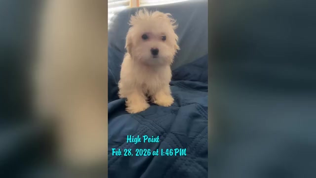 Video preview image #4 Maltipoo (Miniature) Puppy For Sale in HIGH POINT, NC, USA