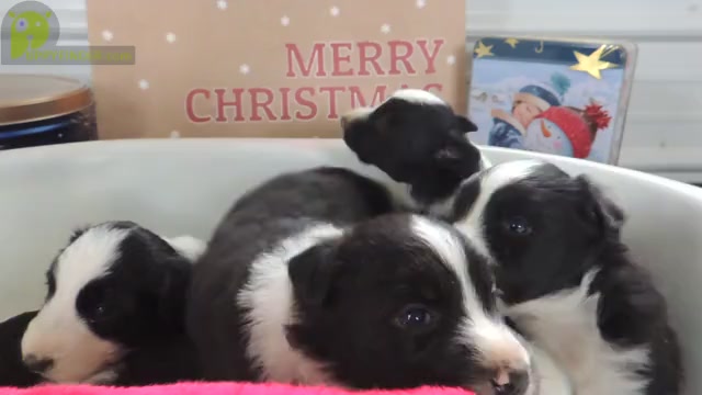 Video preview image #1 Border Collie Puppy For Sale in CARLISLE, KY, USA