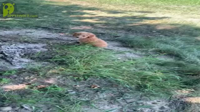 Video preview image #17 Poodle (Miniature) Puppy For Sale in WARSAW, IN, USA