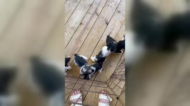 Video preview image #1  Breeder Profile in WESTMINSTER, SC, USA