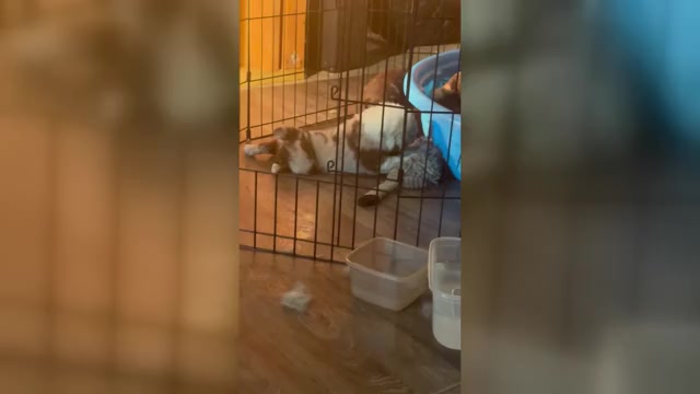 Video preview image #1 Australian Shepherd Puppy For Sale in WHITES CREEK, TN, USA