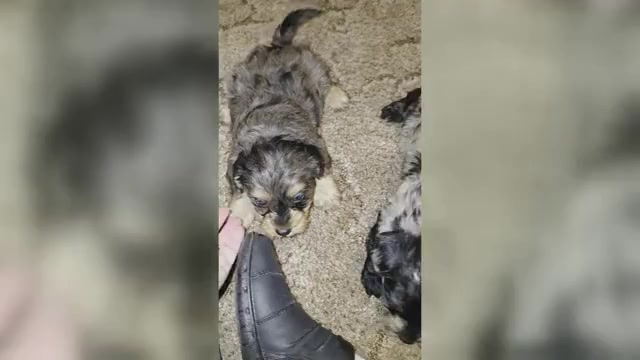 Video preview image #2 Yorkiepoo mix (+ Poodle Toy) Puppy For Sale in DYERSBURG, TN, USA