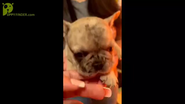 Video preview image #2 French Bulldog Puppy For Sale in FORT WORTH, TX, USA