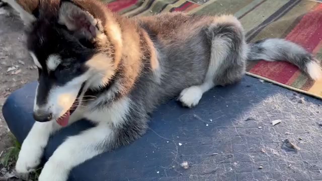 Video preview image #3 Alaskan Husky-Alaskan Malamute Mix Puppy For Sale in CANASTOTA, NY, USA