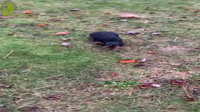Video preview image #1 Yorkshire Terrier Puppy For Sale in NAPPANEE, IN, USA