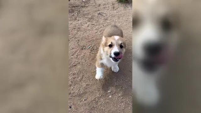 Video preview image #2 Pembroke Welsh Corgi Puppy For Sale in ROMOLAND, CA, USA