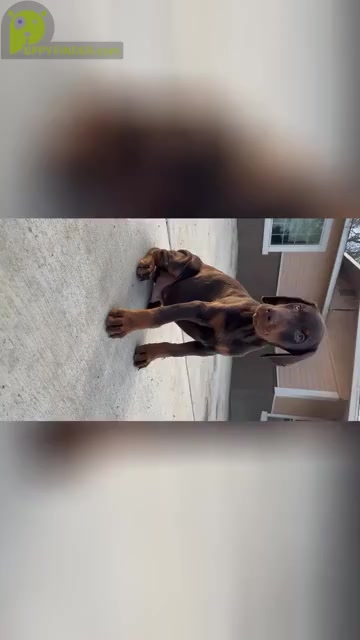 Video preview image #1 Doberman Pinscher Puppy For Sale in GUSTINE, CA, USA