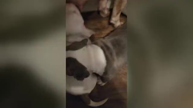 Video preview image #3 American Bully Puppy For Sale in HARRISBURG, PA, USA