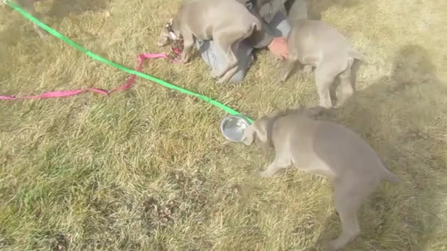 Video preview image #2 Weimaraner Puppy For Sale in LAS ANIMAS, CO, USA