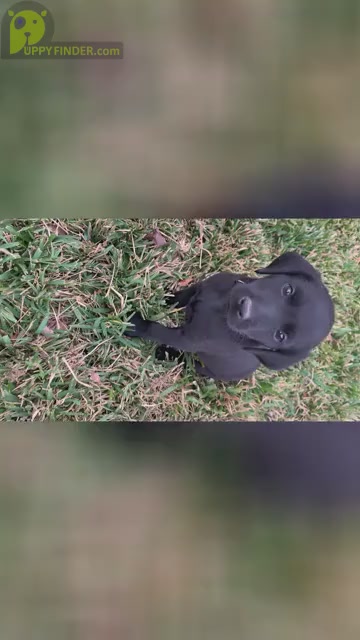 Video preview image #14 Labrador Retriever Puppy For Sale in TYLER, TX, USA