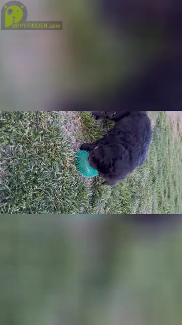 Video preview image #1 Goldendoodle Puppy For Sale in KNOB NOSTER, MO, USA