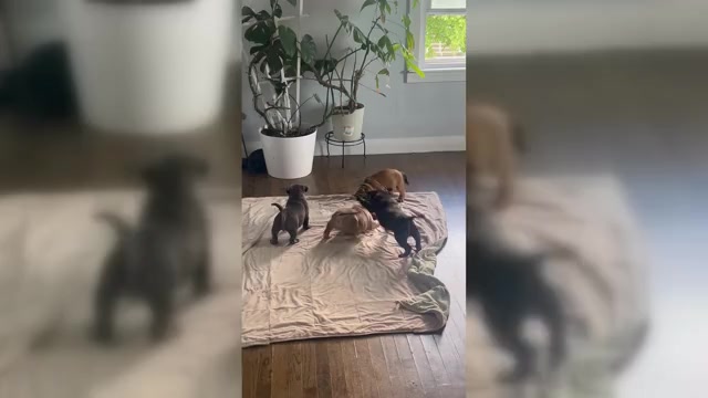 Video preview image #8 American Bully-French Bulldog Mix Puppy For Sale in CHICAGO, IL, USA