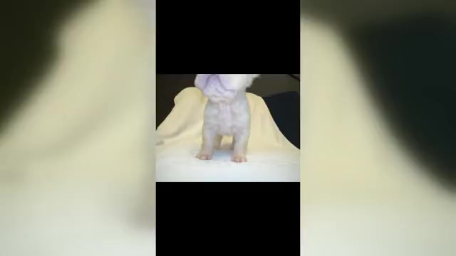 Video preview image #1 French Bulldog Puppy For Sale in SAN DIEGO, CA, USA