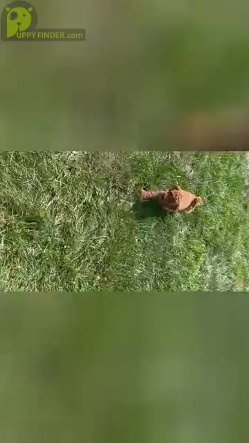 Video preview image #21 Goldendoodle (Miniature) Puppy For Sale in WARSAW, IN, USA