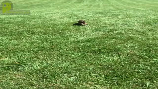 Video preview image #10 Morkie Puppy For Sale in WARSAW, IN, USA