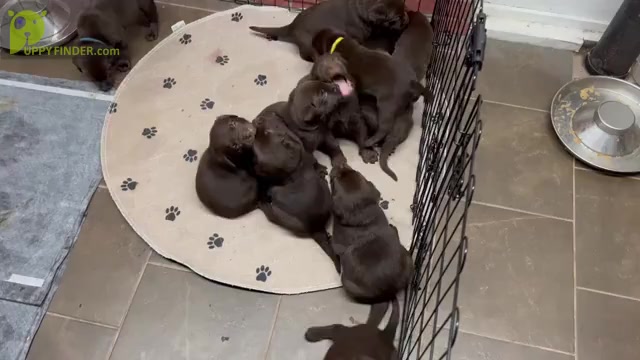 Video preview image #1 Labrador Retriever Puppy For Sale in VINEMONT, AL, USA