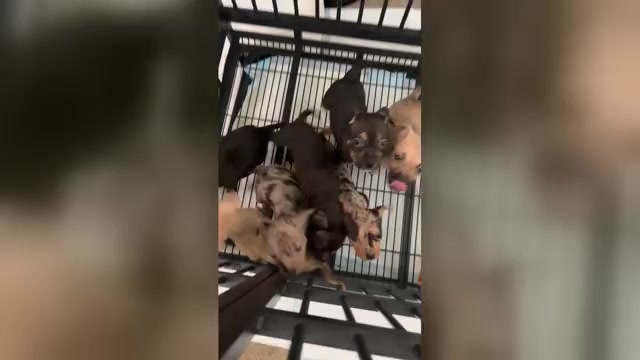 Video preview image #1 American Bully Puppy For Sale in WINSTON SALEM, NC, USA