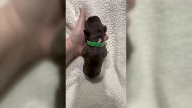 Video preview image #8 Boxer Puppy For Sale in RALEIGH, NC, USA