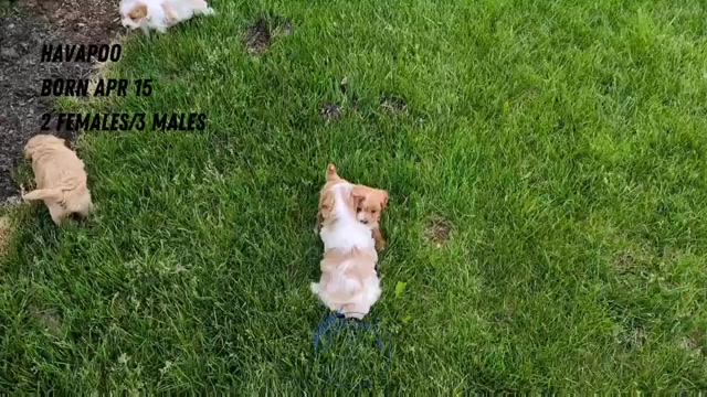 Video preview image #3 Poovanese Puppy For Sale in GOSHEN, IN, USA