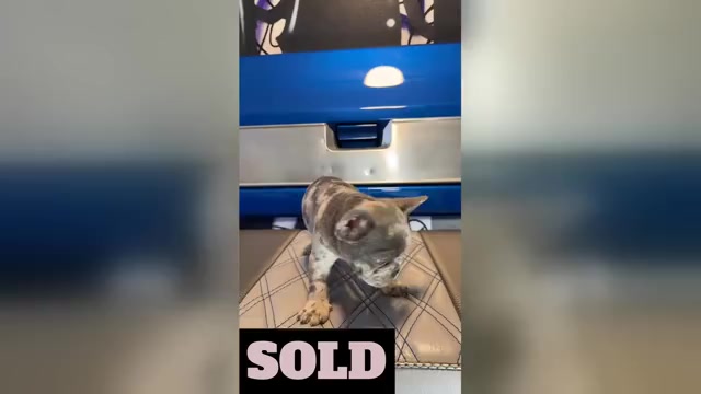 Video preview image #5 French Bulldog Puppy For Sale in SUNNYSIDE, WA, USA