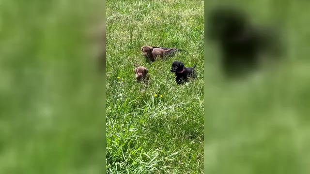 Video preview image #1 Labrador Retriever Puppy For Sale in NEOLA, WV, USA