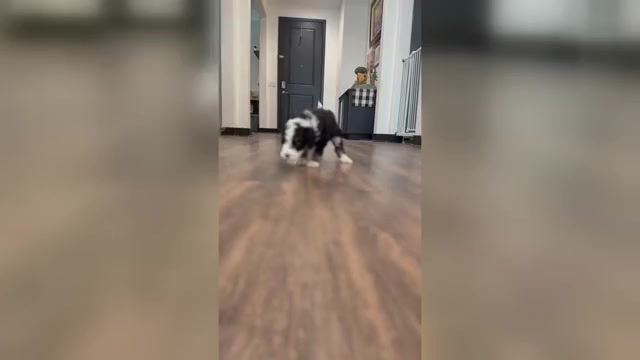 Video preview image #1 Bernedoodle-Poodle (Standard) Mix Puppy For Sale in MENIFEE, CA, USA