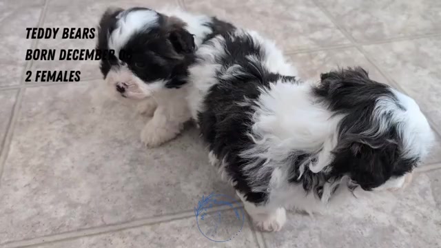 Video preview image #2 Zuchon Puppy For Sale in GOSHEN, IN, USA