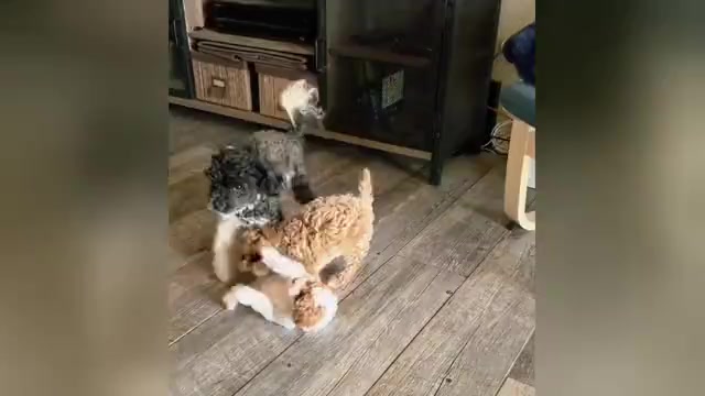 Video preview image #2 Miniature Labradoodle Puppy For Sale in SAN DIEGO, CA, USA