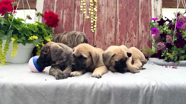Video preview image #1 Mastiff Puppy For Sale in WAKARUSA, IN, USA