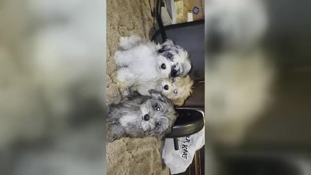 Video preview image #1 ShihPoo Puppy For Sale in DYERSBURG, TN, USA