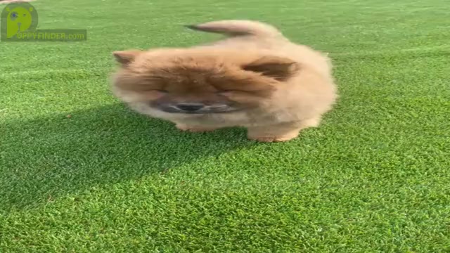 Video preview image #21 Chow Chow Puppy For Sale in NAPPANEE, IN, USA