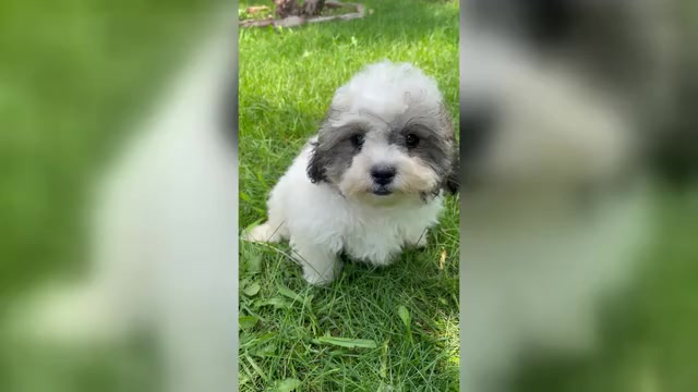Video preview image #1 Zuchon Puppy For Sale in FAIRBANK, IA, USA