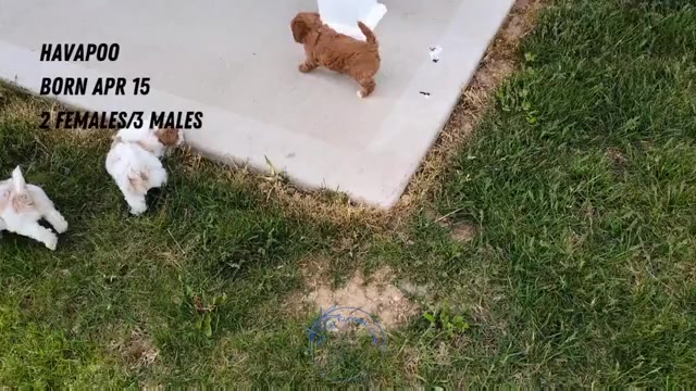 Video preview image #4 Poovanese Puppy For Sale in GOSHEN, IN, USA