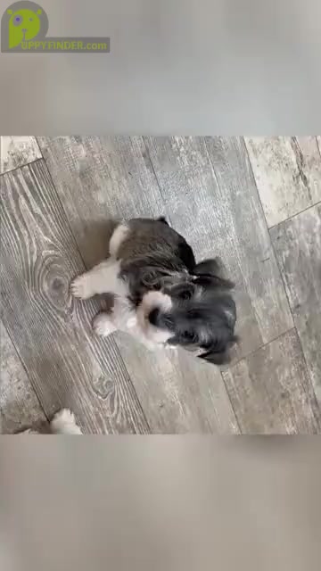 Video preview image #1 Schnauzer (Miniature) Puppy For Sale in NEOSHO, MO, USA