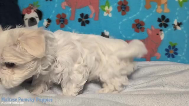 Video preview image #2 Maltese Puppy For Sale in OCALA, FL, USA