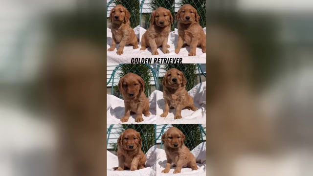 Video preview image #6  Breeder Profile in GOSHEN, IN, USA
