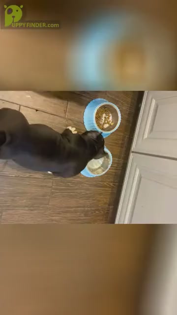 Video preview image #1 American Bully Puppy For Sale in SAN ANTONIO, TX, USA