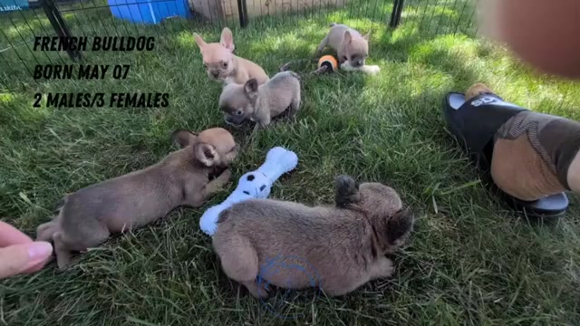 Video preview image #2 French Bulldog Puppy For Sale in GOSHEN, IN, USA