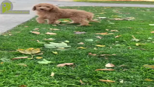 Video preview image #16 Goldendoodle Puppy For Sale in NAPPANEE, IN, USA