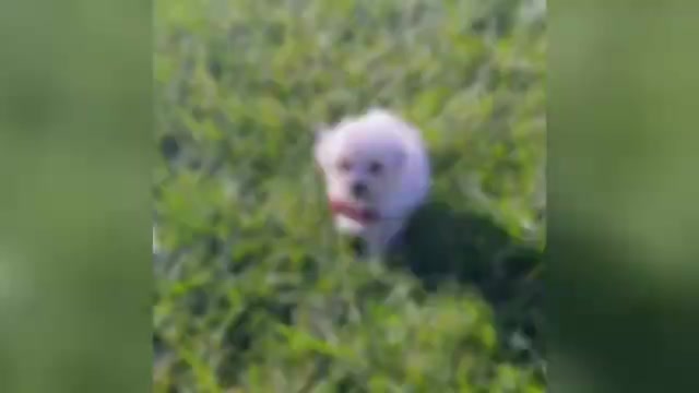 Video preview image #1 Maltipoo Puppy For Sale in WARSAW, IN, USA