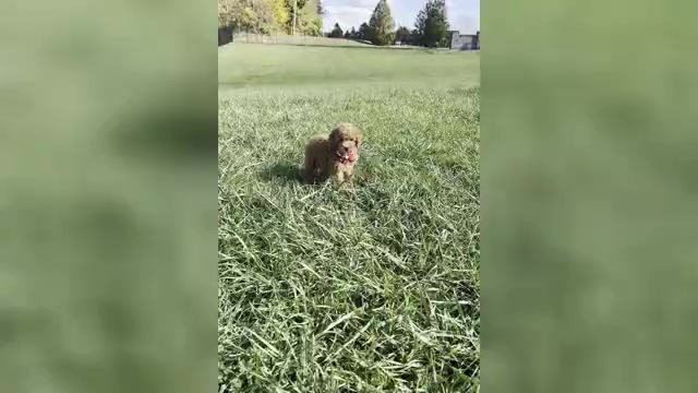 Video preview image #1 Poodle (Toy) Puppy For Sale in WARSAW, IN, USA