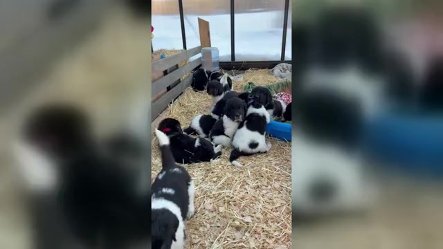 Video preview image #1 Newfoundland Puppy For Sale in SAXTONS RIVER, VT, USA