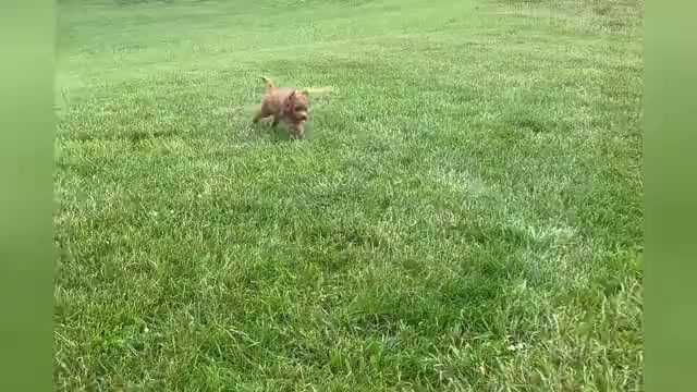 Video preview image #1 Goldendoodle (Miniature) Puppy For Sale in WARSAW, IN, USA