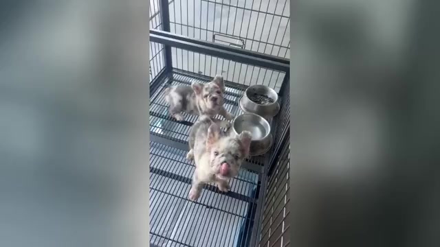 Video preview image #2 French Bulldog Puppy For Sale in MEMPHIS, TN, USA