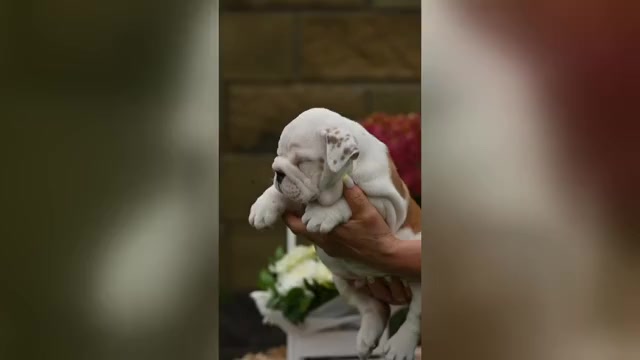 Video preview image #3  Breeder Profile in Balakliya, Kharkiv, Ukraine