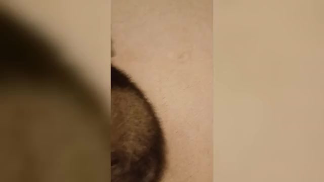 Video preview image #1 Gerberian Shepsky Puppy For Sale in EDMORE, MI, USA