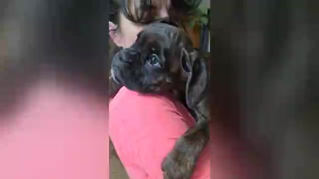 Video preview image #7 Boxer Puppy For Sale in BAUDETTE, MN, USA