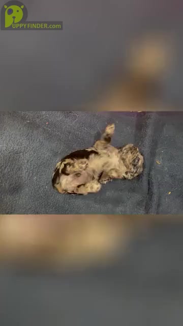 Video preview image #4 Cocker Spaniel Puppy For Sale in GADSDEN, AL, USA