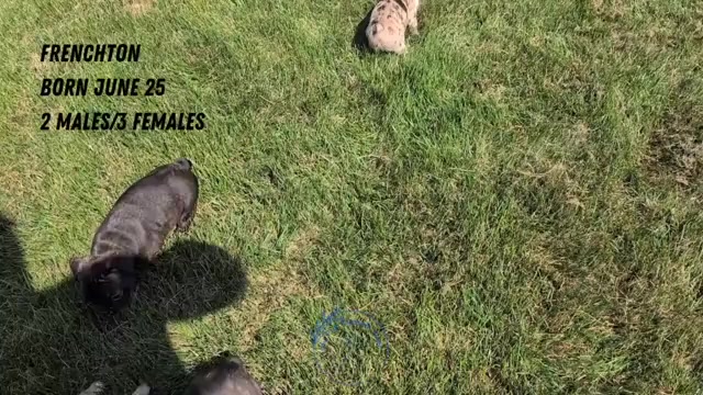 Video preview image #2 Faux Frenchbo Bulldog Puppy For Sale in GOSHEN, IN, USA