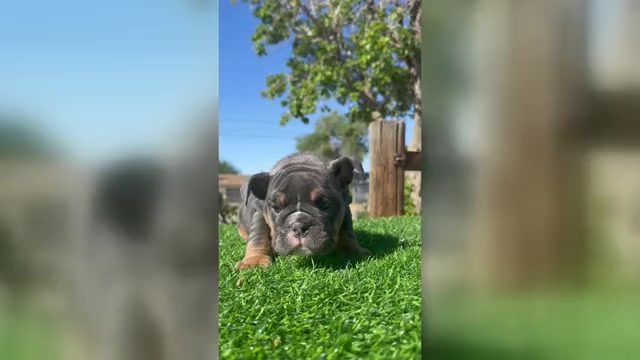 Video preview image #1 English Bulldog Puppy For Sale in LA JOLLA, CA, USA